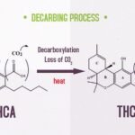 What Is THCA? Effects, Legality & How Boutiq Switch Uses It (2026) THCA vs THC