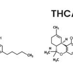 What Is THCA? Effects, Legality & How Boutiq Switch Uses It (2026) what is thca