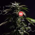 What Is THCA? Effects, Legality & How Boutiq Switch Uses It (2026) does thca get you high