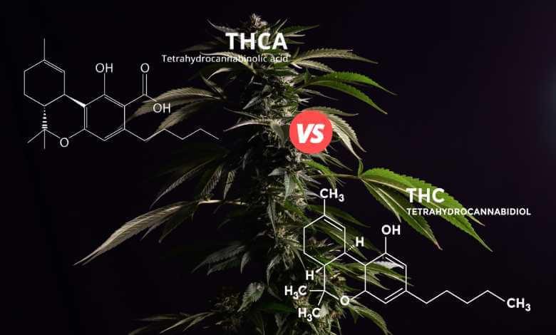 does thca get you high